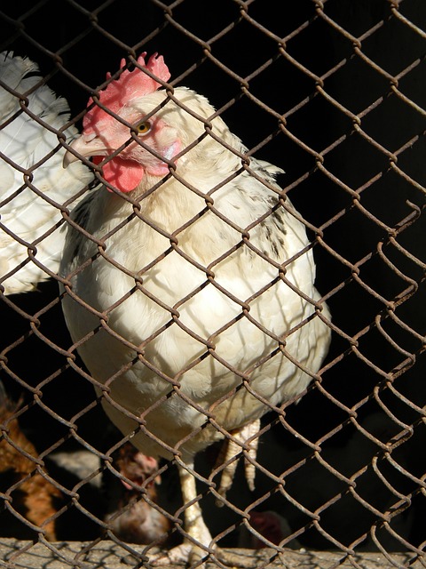 洲地区举办 洲地区举办